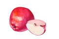 Watercolor set red apple with half and slices on white background. Handrawing illustration