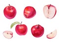 Watercolor set red apple with half and slices on white background. Handrawing illustration Royalty Free Stock Photo