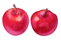 Watercolor set red apples on white background. Handrawing illustration