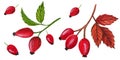Watercolor set of red berries of rose hip on a white background.