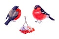 Watercolor set red bullfinch and ashberry on white background