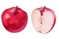 Watercolor set red half apple on white background. Handrawing illustration