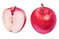 Watercolor set red half apple on white background. Handrawing illustration