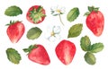 Watercolor set of red juicy strawberries with leaves and flowes