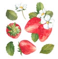 Watercolor set of red juicy strawberries with leaves and flowes