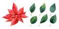 Watercolor set with red poinsettia and green leaves Royalty Free Stock Photo