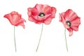 Watercolor set of red poppy flowers isolated on background. Blooming bright scarlet head with black heart. Hand drawn