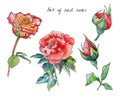 Watercolor set of red and yellow roses. Royalty Free Stock Photo