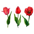 Watercolor set of red tulips. Isolated objects on a white background. Royalty Free Stock Photo