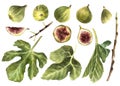 Branch of juicy, overripe burst figs with leaves and whole fruit. watercolor painted illustration Royalty Free Stock Photo