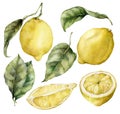 Watercolor set of ripe lemons and leaves. Hand painted fresh fruits isolated on white background. Tasty food