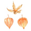 Watercolor set of ripe physalis berries