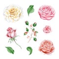 Watercolor set of roses, branch and leaves