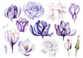 Watercolor Set with roses and crocus, different leaves, bud and leaves. Royalty Free Stock Photo