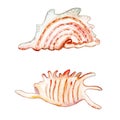 Watercolor set of sammer shell. Hand drawn two isolated Shells on a white background