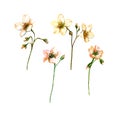 Watercolor set of Saxifraga flowers.