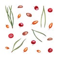 Watercolor set of sea buckthorn, cowberries, star anise grains and pine needles isolated on white background. Botanical Royalty Free Stock Photo