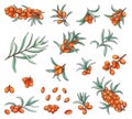 Watercolor set of sea buckthorn. Isolated elements on white background. Branch of berries with leaves. Elements for design Royalty Free Stock Photo