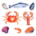 Watercolor set of sea food with mackerel, squid, prawns and mussels drawn by hand isolatedon a white background