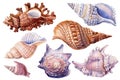 Watercolor set of sea shells on an isolated white background. Hand drawn vintage sketch elements
