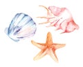 Watercolor set of sea shells, starfish, on an isolated white background Royalty Free Stock Photo
