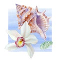 Watercolor set of seashell and orchid on wave on white background for your menu or design