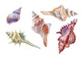 Watercolor set of seashells on white background for your menu or design Royalty Free Stock Photo