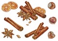 Watercolor set of spices: dried orange, cinnamon sticks and star anise, hazel nuts. Hand drawn. Illustration.