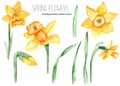 Watercolor set with spring daffodil flowers and leaves