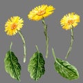 The Flower of Coltsfoot. Set of Flowers and her leaves