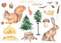 Watercolor set with squirrel, hare, pine, spruce, autumn bush, autumn leaves, berries, mushroom, walnut, acorn Royalty Free Stock Photo