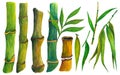 Watercolor set of stems and leaves of bamboo. Hand-drawn botanical elements isolated on white background. Royalty Free Stock Photo