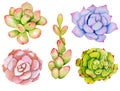 Watercolor set with succulents.