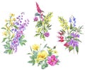 Watercolor set of summer medicinal bouquet Royalty Free Stock Photo