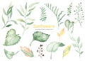 Watercolor set with sunflower leaves, branches, berries, foliage, leaves Royalty Free Stock Photo