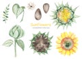 Watercolor set with sunflowers, sunflower seeds, flower, sunflower bud, leaves Royalty Free Stock Photo