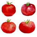 Watercolor set tomatoes.