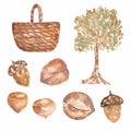 Watercolor set with tree and basket,walnuts hazelnut, acorn. Hand drawn woodland illustration background. Royalty Free Stock Photo