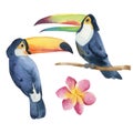 Watercolor set of tropic bird toucan and pink flower isolate in white background