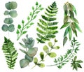 Watercolor set of tropical branches and leaves of eucalyptus and fern isolated on white background. Royalty Free Stock Photo