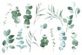 watercolor set of tropical eucalyptus leaves. big collection with vintage delicate leaves, herbs Royalty Free Stock Photo