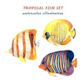 Watercolor set of tropical fish - angelfish, copperband butterflyfish and bluecheek butterflyfish. Royalty Free Stock Photo