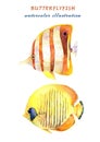 Watercolor set of tropical fish -copperband butterflyfish and bluecheek butterflyfish. Royalty Free Stock Photo