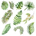 Watercolor set of tropical green branches and leaves isolated on white background.