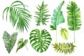 Watercolor set of tropical leaves Royalty Free Stock Photo