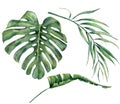 Watercolor set with tropical tree leaves. Hand painted monstera, banana and coconut greenery exotic branch on white