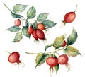 Watercolor set with two branch of briar, red berries and green leaves. Hand painted Dog rose and hips isolated on white