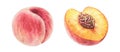 Watercolor set with two peaches. Realistic half and whole fruits. Botanical hand-painted illustration for food label Royalty Free Stock Photo