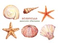 Watercolor set of underwater life objects - various tropical seashells,  starfish and sea urchin. Royalty Free Stock Photo