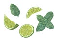 Watercolor set of various lime slices, green mint leaves isolated on white background. Botanical illustration for card design,